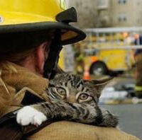 animals-being-rescued-4